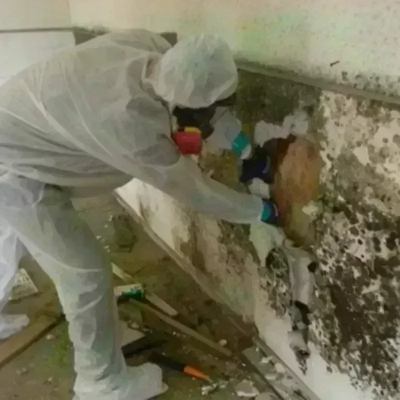 Mold Remediation and Removal in Marshall, VA